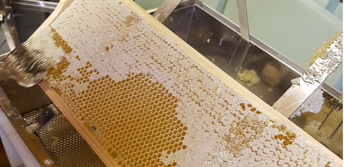 Bienen-AG-erster-Honig 2020-5